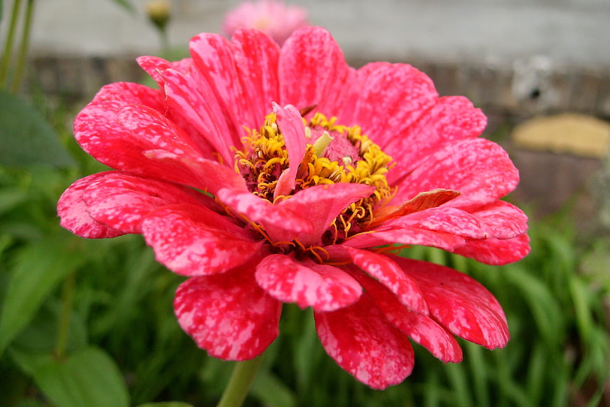 Vibrant Pink Zinnia Flower Close-Up