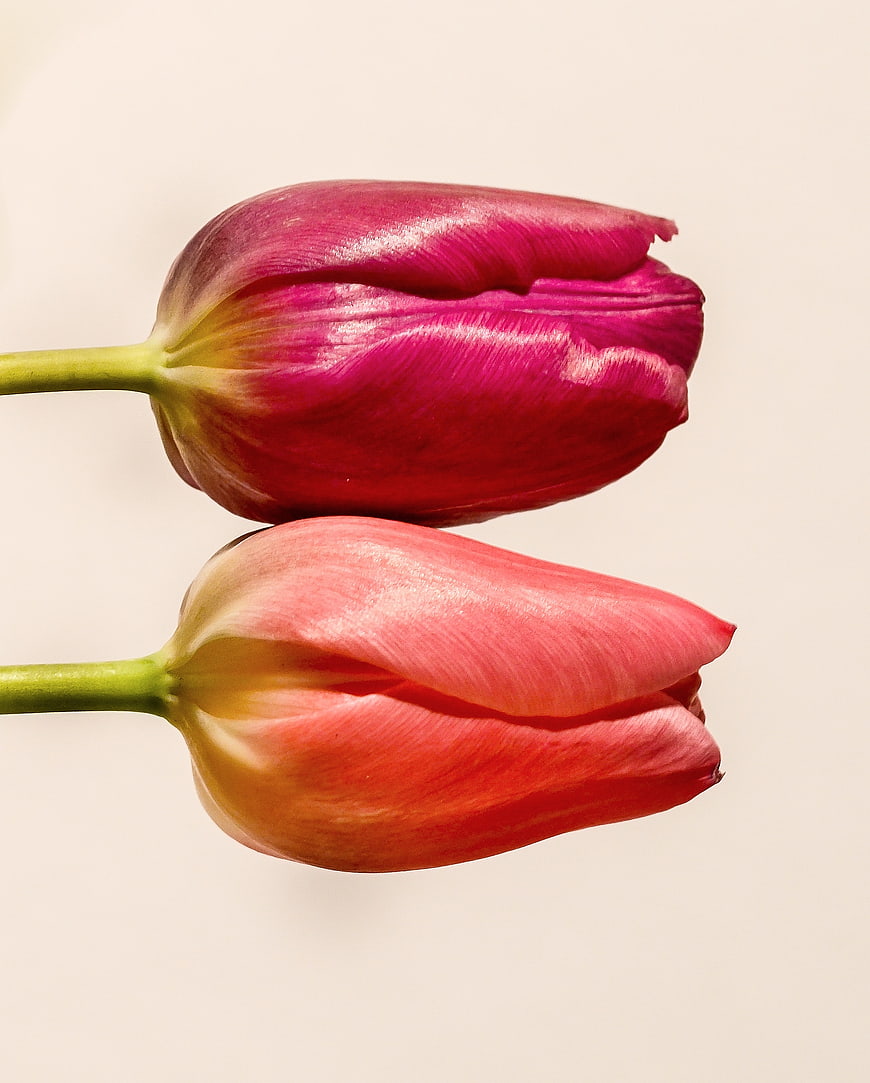 Two Pink and Red Tulips on White Background