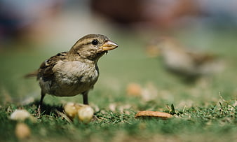 Close-up of a small sparrow foraging on green grass