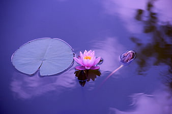 Pink Water Lily Floating on Purple Pond Water