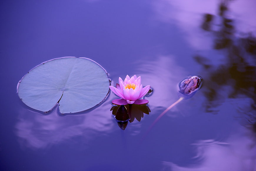 Pink Water Lily Floating on Purple Pond Water