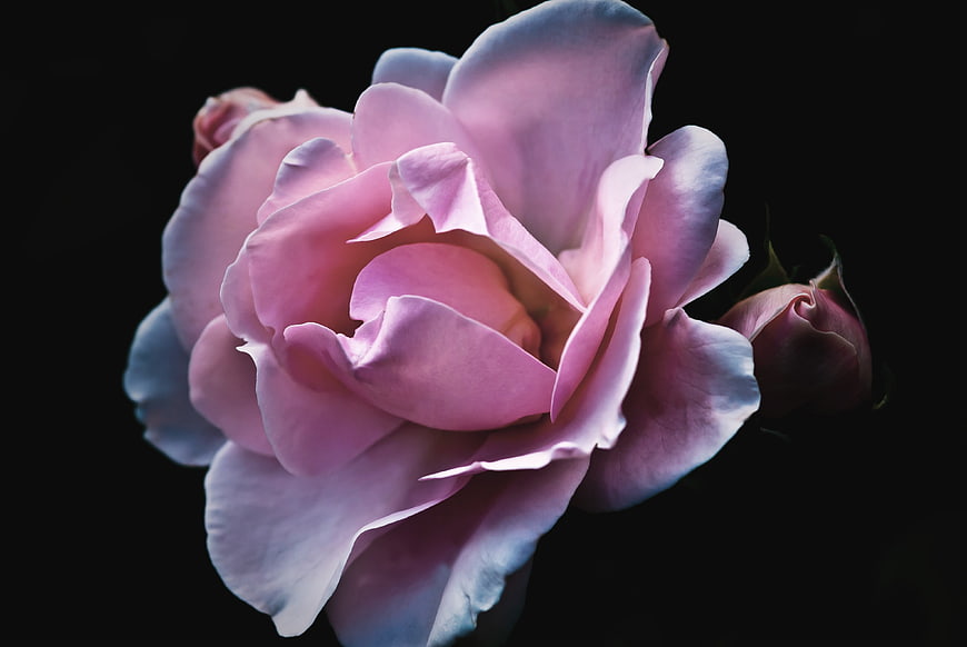 Pink Rose with Blue Edges on Black Background