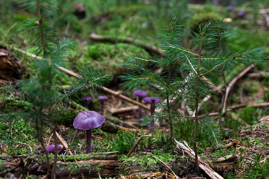 Violet Laccaria Mushrooms in Mossy Forest Undergrowth