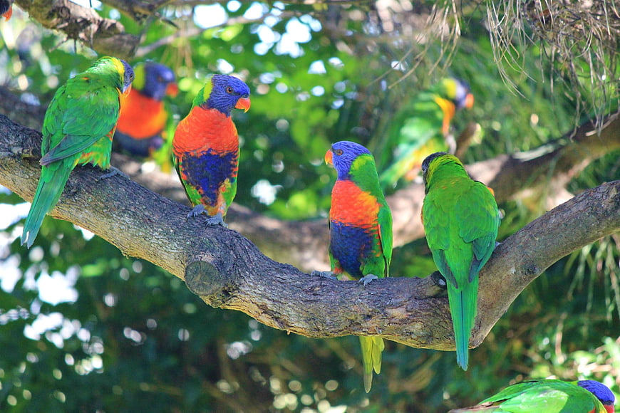 Group of Rainbow Lorikeets Perched on a Tree Branch