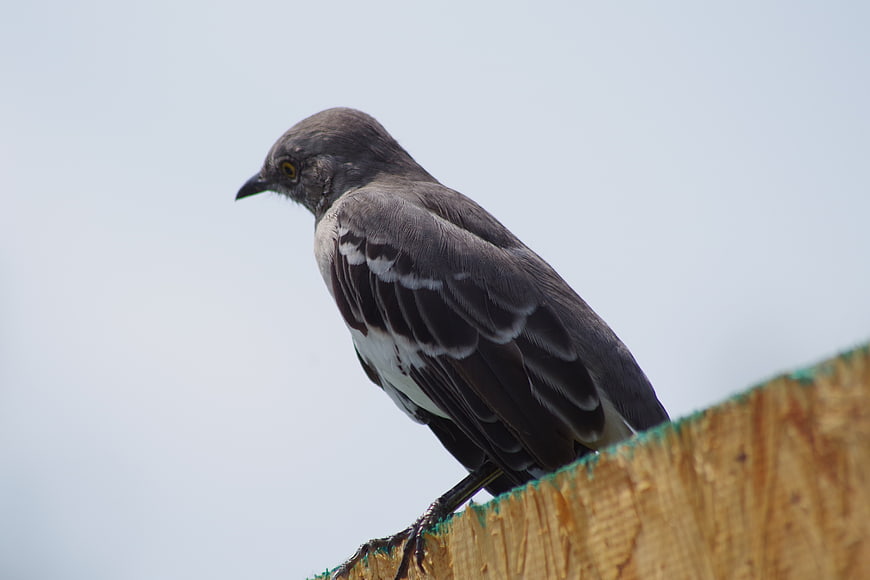 Gray Bird Perched on Wooden Fence Against Sky