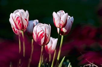 Red and White Tulips in Spring Garden