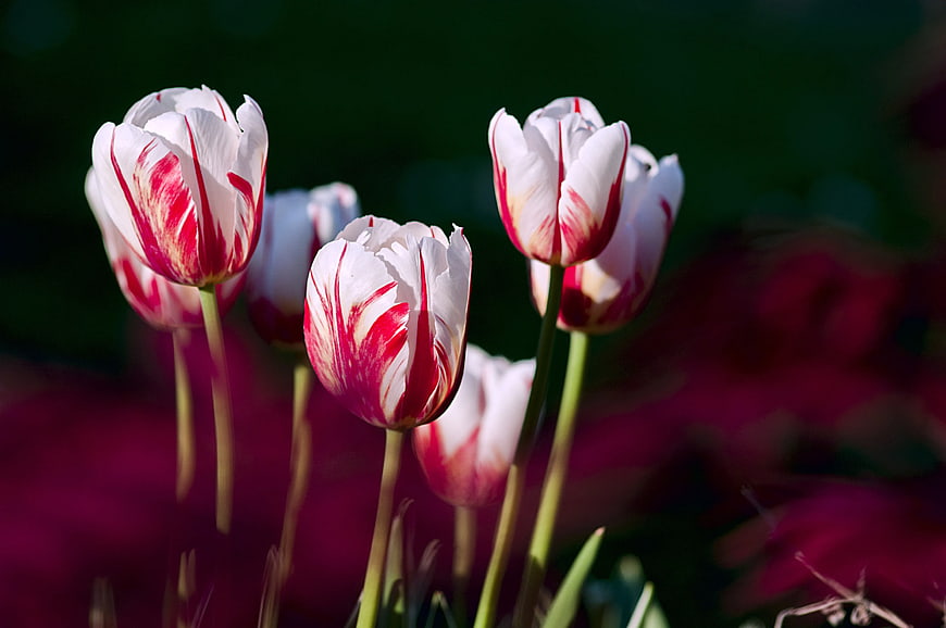 Red and White Tulips in Spring Garden