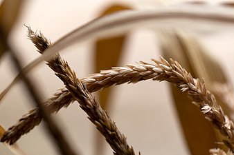 Close-up of Golden Wheat Stalks in Autumn