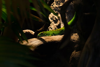 Green Day Gecko on a Sunlit Log in Jungle