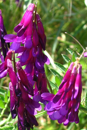 Close-up of vibrant purple vetch flowers in sunlight