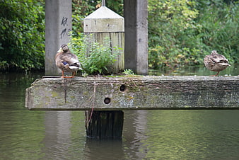 Two ducks resting on a weathered wooden dock in a canal