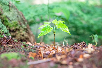 Young green sapling sprouting from forest floor