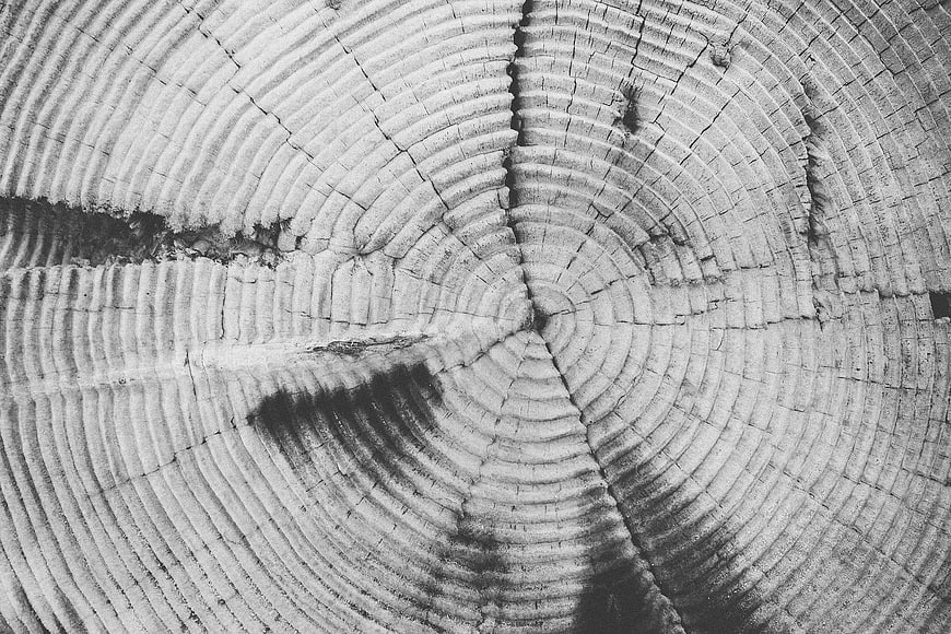 Black and white close-up of tree trunk cross-section rings