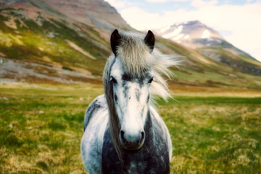 Portrait of a wild Icelandic horse in a mountain landscape