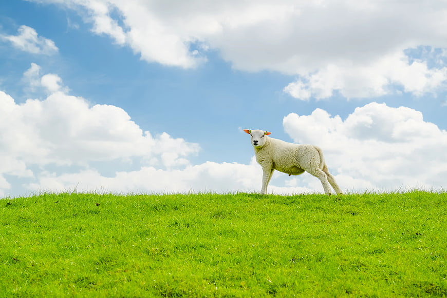 White Sheep Standing on Green Hill Under Blue Sky