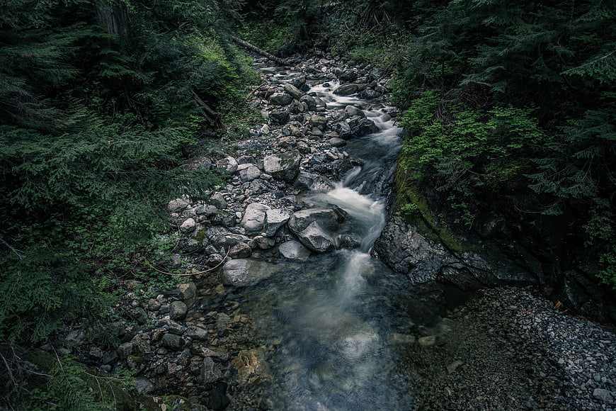 Serene forest stream flowing over rocks in dense woods