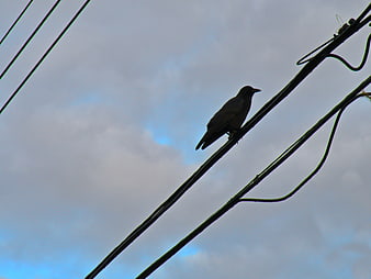 Silhouette of a bird perched on power lines against a cloudy sky