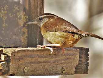 Brown Thrasher perched on wooden bird feeder
