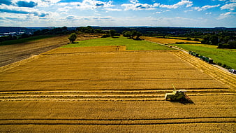 Aerial view of combine harvester harvesting golden wheat field