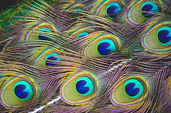 Close-up of vibrant peacock feathers with iridescent blue and green patterns