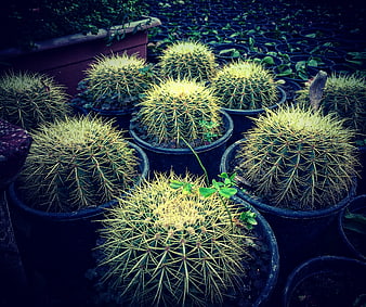 Golden Barrel Cacti in Nursery Pots