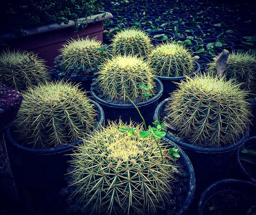 Golden Barrel Cacti in Nursery Pots