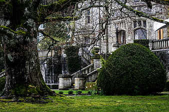 Mossy Tree and Stone Mansion in Lush Garden