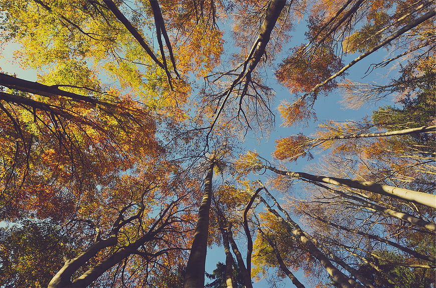 Low angle view of tall autumn trees against blue sky
