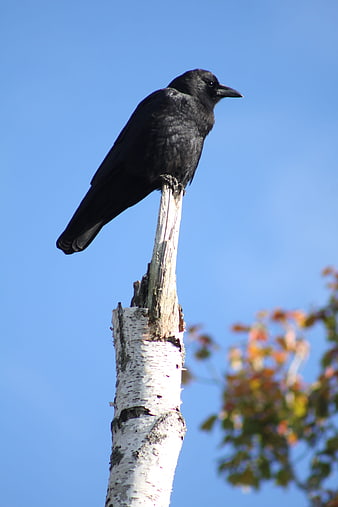 Black Crow Perched on Birch Tree Stump Against Blue Sky