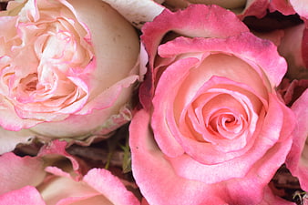 Close-up of pink and cream roses with detailed petals