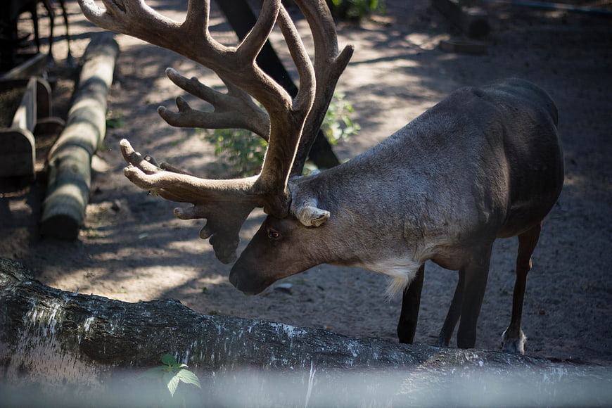 Male Reindeer with Large Antlers in Natural Enclosure
