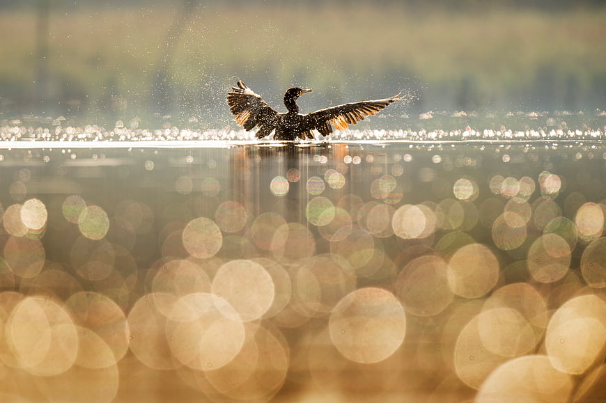 Cormorant bird spreading wings on lake with golden bokeh