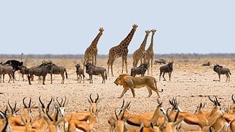 African Lion Walking Through Herd Of Springbok And Giraffes In Dry Savanna