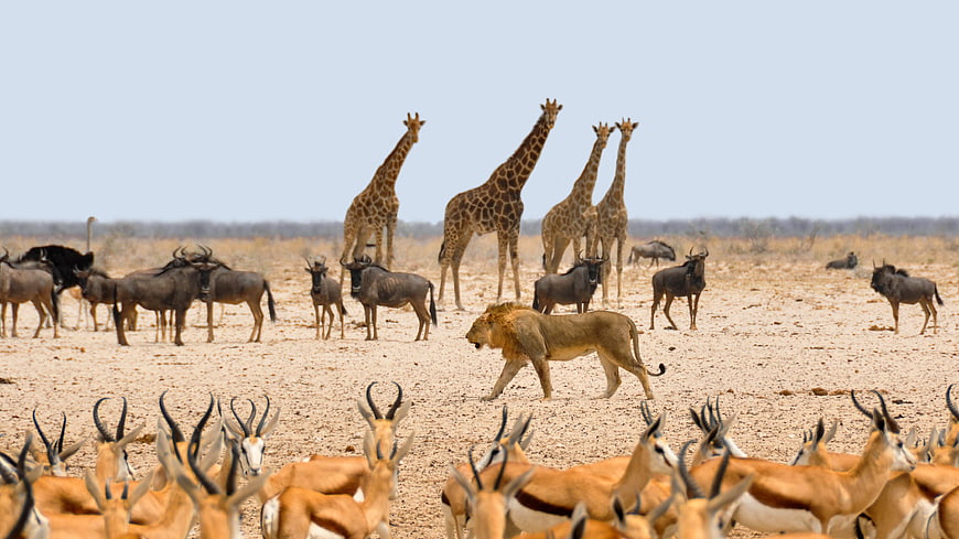 African Lion Walking Through Herd Of Springbok And Giraffes In Dry Savanna