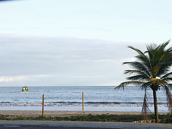Tropical beach landscape with palm tree and distant boat
