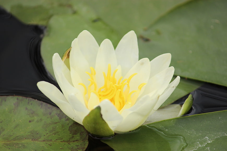 White Water Lily Flower Blooming on Pond