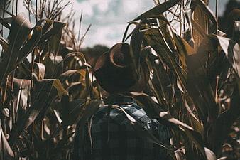 Man in Fedora Walking Through Cornfield