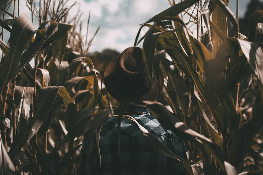 Man in Fedora Walking Through Cornfield