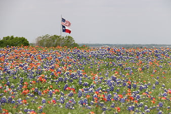 Texas Bluebonnets and Indian Paintbrush with US and Texas Flags