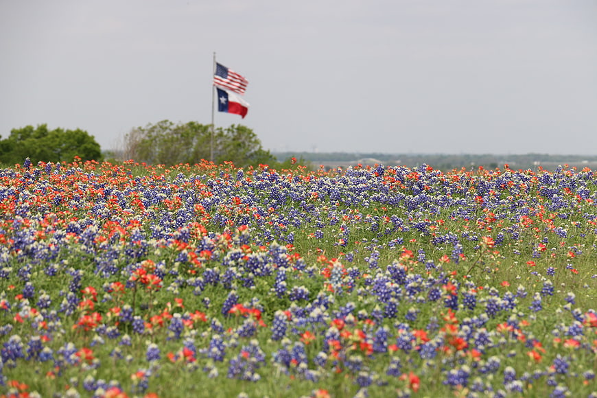 Texas Bluebonnets and Indian Paintbrush with US and Texas Flags