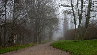 Foggy Path Through Bare Trees in a Misty Park