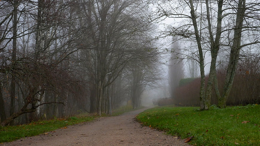 Foggy Path Through Bare Trees in a Misty Park