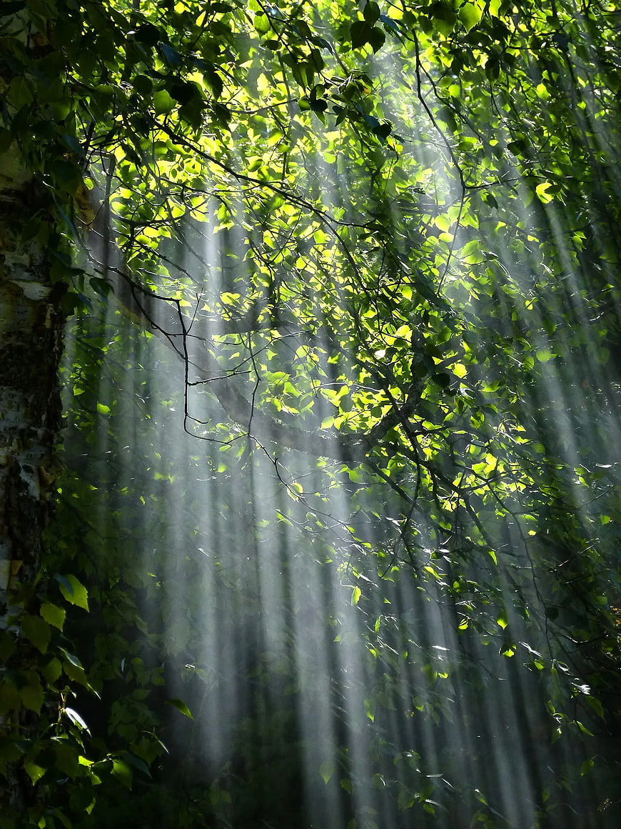 Sunbeams streaming through green forest canopy leaves