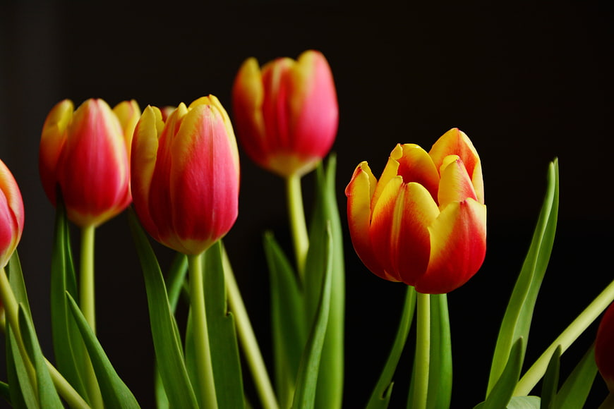 Vibrant Red and Yellow Tulips on Black Background