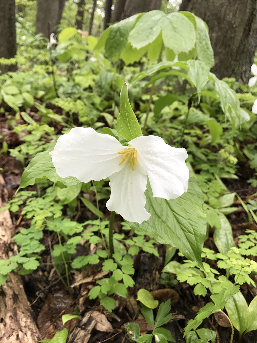 White Trillium Flower in Lush Green Forest Undergrowth