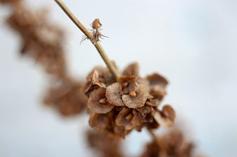 Close-up of dried brown plant seeds on a stem