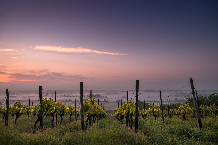 Misty Vineyard Rows at Sunrise with Purple Sky