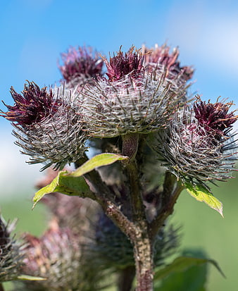 Close-up of purple thistle flower head with spiky texture