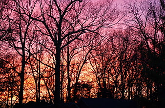 Silhouetted bare trees against vibrant pink and orange sunset sky