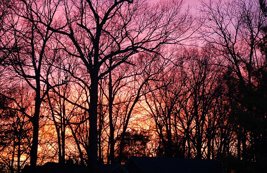Silhouetted bare trees against vibrant pink and orange sunset sky